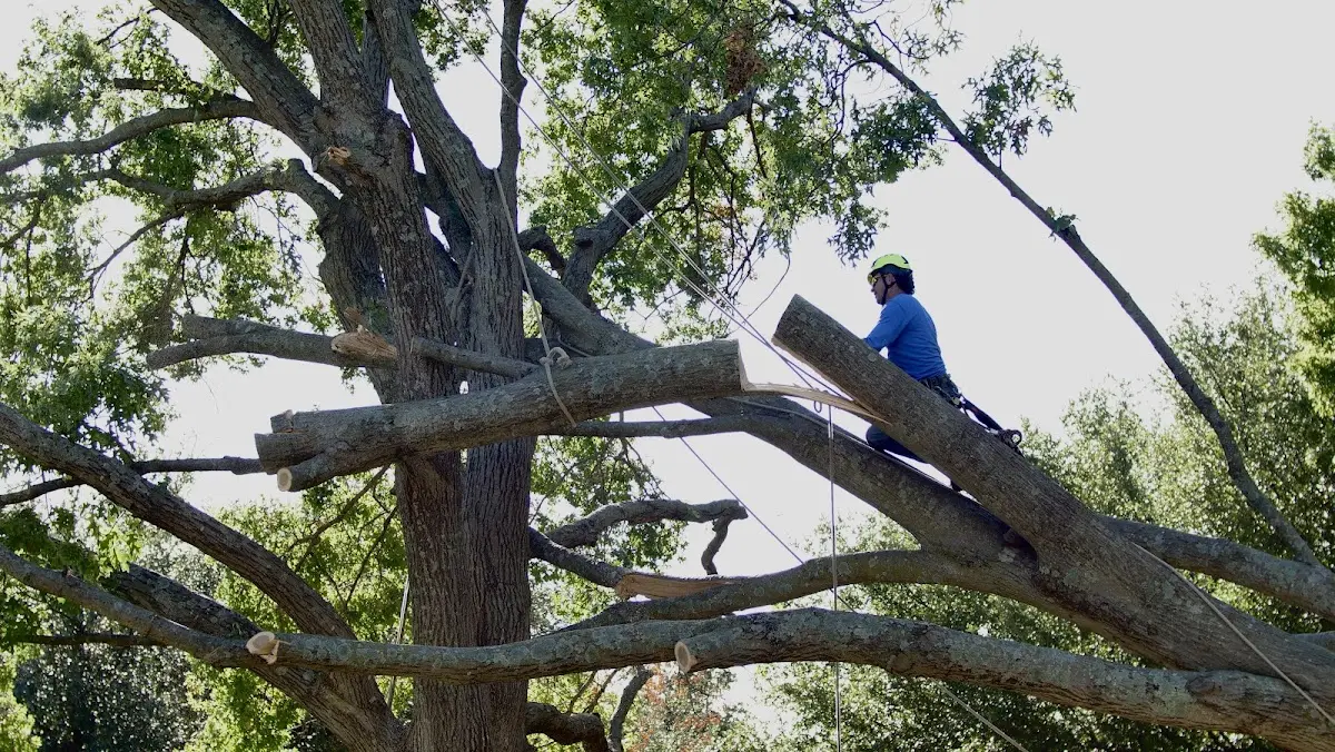 Professional Crown Thinning performed by certified arborists in Joliet