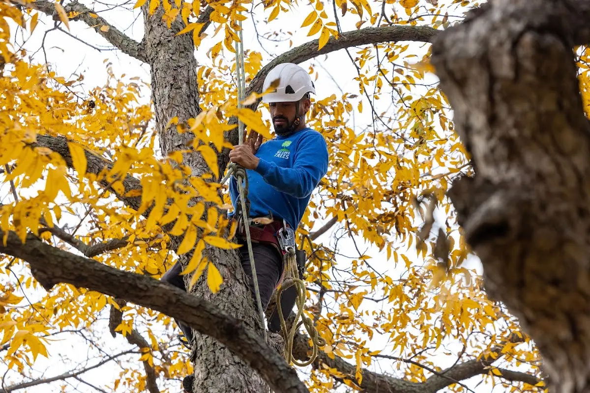 Skilled Storm Damage Cleanup crew working in Joliet